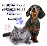 Ветеринарные услуги в Днепре – Вызов на дом, Уход, Операции фото