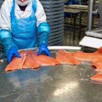 Шоковая заморозка,низькотемпературні камери для переробки риби фото