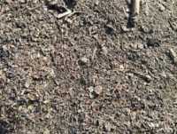 Закупаем деловой сор и отходы зерновых фото