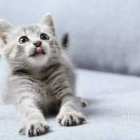 Купуємо ізотоп міді Cu-63 / Cu-65 у ампулах — дорого та постійно фото