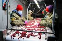 Холодильна та морозильна камери для Заморозки малини і суниці фото