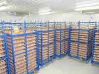 Холодильна камера Тривалого зберігання яєць (встановлення під ключ) фото