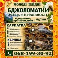 Бджоломатки. Матки пчелиные. Карніка. Карпатка. Українська Степова фото